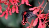 Italian museum recreates Tanzanian butterfly forest