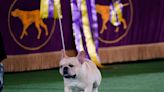 French Bulldog partially owned by Chargers’ Morgan Fox wins National Dog Show