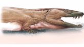 Especie de vertebrado gigante primitivo hallado en Namibia - El Diario - Bolivia