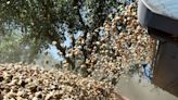 Private equity-funded almond farm folds before harvesting a single nut in Fresno County