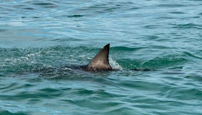 Man, 65, bitten by shark off South Carolina coast while spearfishing, Coast Guard says