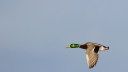 Migrating Mallard Clocked at a Record Speed of Nearly 100 MPH