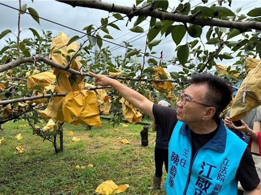 凱米重創東勢！梨災損恐5成 江啟臣籲專案救助 - 生活