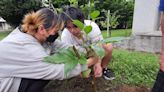 「校園就是植物園」 蘭嶼高中復育「琉球暗羅」等33種紅皮書植物 保存文化兼保種