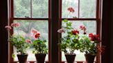 'Protect them from the cold!' – 5 outdoor plants to bring indoors during November to ensure winter survival