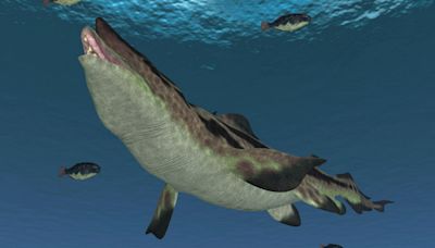 How dino-shark with ‘snout of doom’ ruled the sea 350MILLION years ago