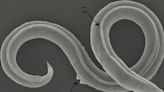 Ancient worms revived after 46,000 years