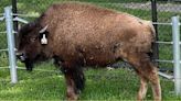 Elgin News Digest: Bison named Buffy newest addition to Lords Park Zoo menagerie; giant fair being held Saturday for Elgin library’s 150th anniversary; East Side Neighborhood Garden painting party...