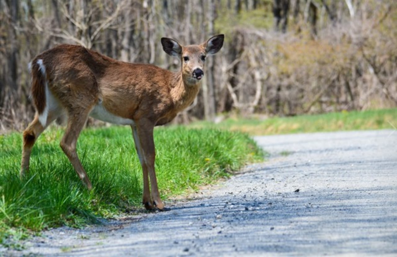 Kent County task force to examine deer population issues, come up with solutions