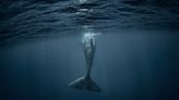 《行如海潮》：觀察這些鯨魚，很難不把人類的情感投射到牠們身上，感受與所愛之人團聚的喜悅 - TNL The News Lens 關鍵評論網