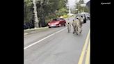 VIDEO: Zebras escape from trailer on Washington highway