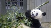 旅日大熊貓香香正式啟程返回中國
