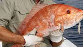 Two Texas towns among top Gulf spots for red snapper fishing
