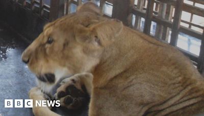 Olusegun Obasanjo Presidential Library: Babaji Daule mauled to death by lion in Nigeria