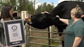 Creswell is officially home to Romeo, the world’s tallest living steer