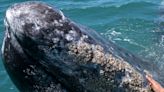 Gray whales were nicknamed 'devil fish' for fighting back when harpooned by whalers. Now they approach boats and let humans pet them, baffling scientists.