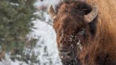 How Tribal Hunters Became The Scapegoat For Yellowstone's Bison 'Slaughter'