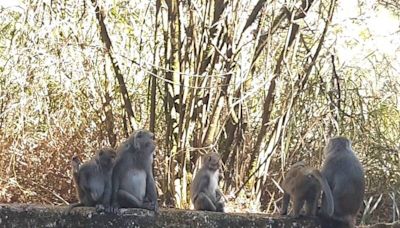 獼猴啃食「筍母」受損約8成 雲林竹林明年恐陷衰敗危機