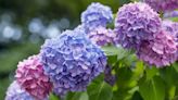 How to Change the Color of Your Hydrangeas
