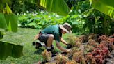 Plant thieves target Tower Grove Park. It's getting too hot to replant.