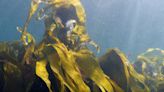 Plymouth’s kelp forest to be dedicated to the Queen