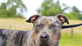 Should Bully XL dogs be banned? Have your say