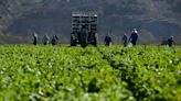 California farmworkers just gained the right to vote for unions by mail, but for how long?