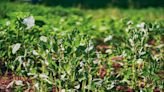 Cette plante, pourtant excellente pour la santé, provoque des flatulences