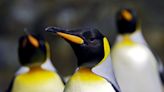 Descubren en la Antártida cuatro colonias de pingüinos emperador hasta ahora desconocidas