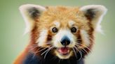 Redpanda acquires Benthos to expand its end-to-end streaming data platform