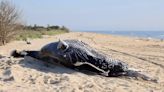 Two humpback whales found dead off coast of New York had sustained ‘blunt force trauma’