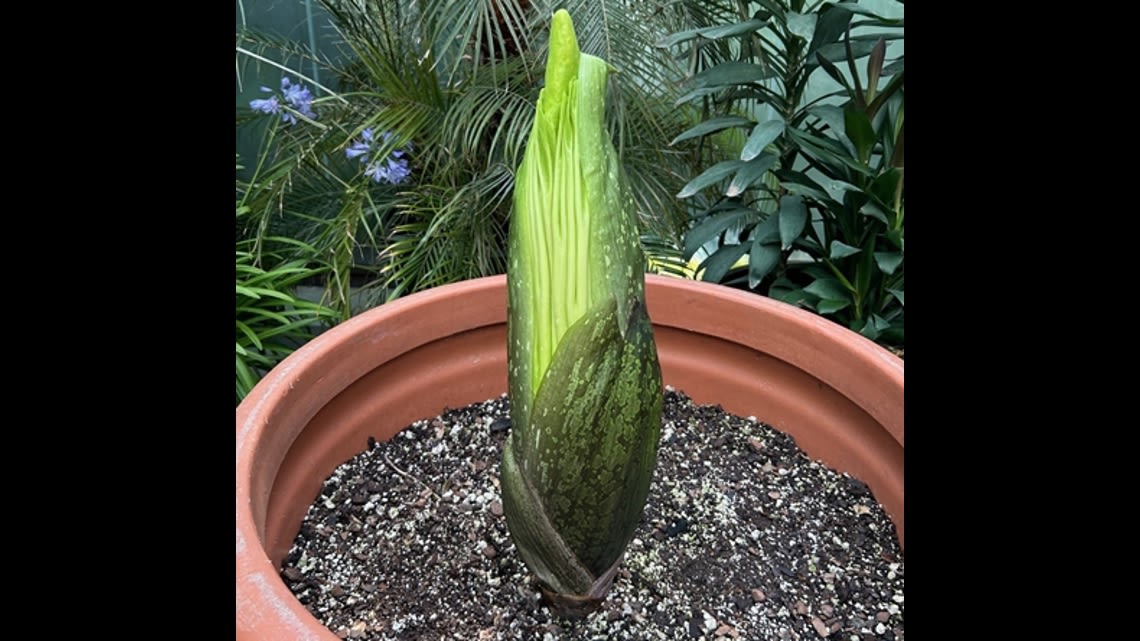 You can see — and smell — a corpse flower in bloom at Como Park Conservatory