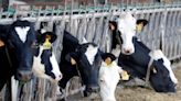 European dairy, pork producers wary of Chinese retaliation for EV tariffs