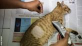 Serial Cat Shaver Strikes Again in England | Talk Radio 98.3 WLAC | Coast to Coast AM with George Noory