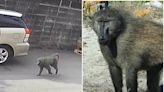 狒狒逃走中！屏科大初步鑑定是「豚尾狒狒」 台北動物園：桃園食物豐富牠不挨餓