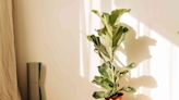 10 Fast-Growing Indoor Plants to Turn Your Interiors Into a Green Oasis