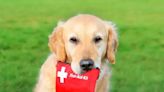 What to Put in a Pet First-Aid Kit