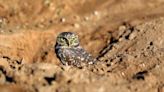 A renewed bid to protect burrowing owls is advancing. What changed?