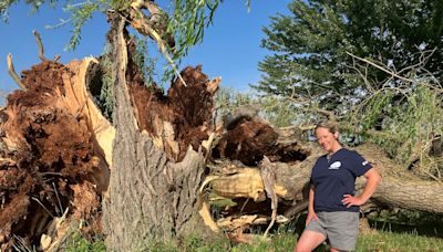 Boat club members mourn loss of weeping willow tree