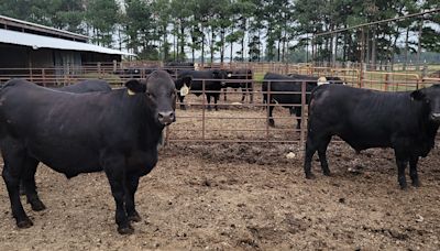 Row crop waste a possible benefit to beef cattle farmers - Talk Business & Politics