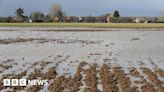 'Fields of rotting vegetables' after rain wreaks havoc for farmers