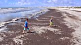 Stringy, smelly algae dominates coastline from Cocoa Beach to Sebastian and beyond