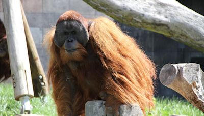 Orangotango é visto usando plantas medicinais para curar uma ferida pela 1ª vez