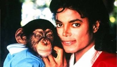 Chimpanzé de Michael Jackson ainda está vivo e mora em santuário na Flórida