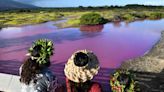 Why One Pond in Hawaii Is Glowing Bright Pink: 'It Just Never Happens Here on Maui'