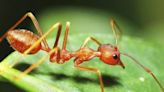 Científicos buscan confirmar primer registro de hormiga tejedora en Ecuador