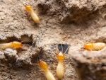The United States of Termites: How the Tiny, Traveling Pests Are Taking Over—And Where They’re Going Next