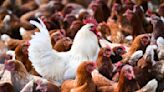 Weltweit erster Tod eines Menschen durch Vogelgrippe-Subtyp