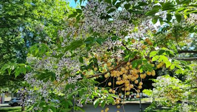 Melia, cinamomo o árbol del paraíso: pasado y presente de esta especie con aroma embriagador