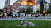 Turkey Aims to Cull Its Stray Dogs. Critics Say It’s About Politics.
